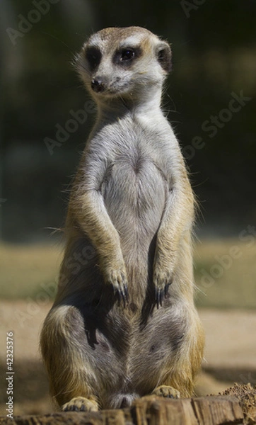 Obraz Meerkat
