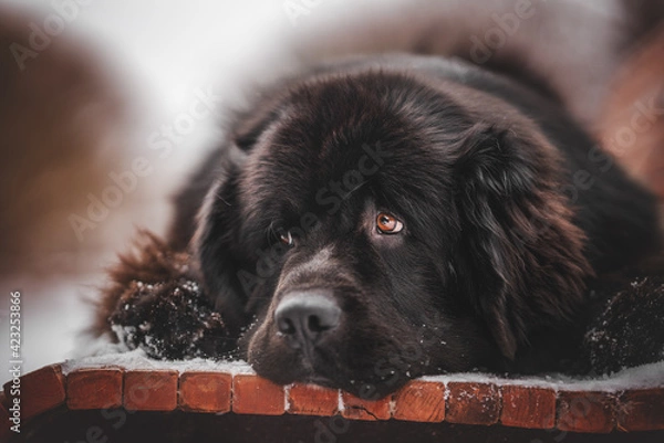 Obraz newfoundland dog portrait