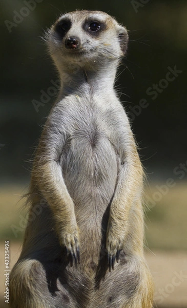 Obraz Meerkat