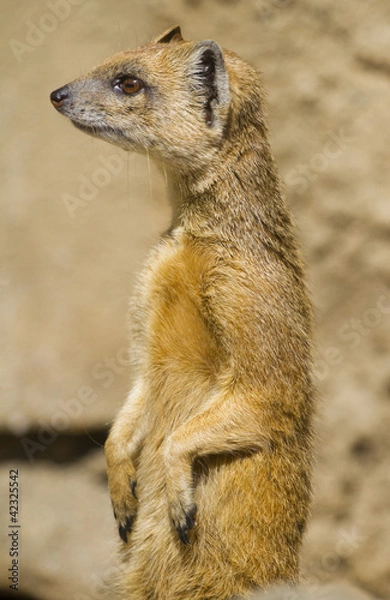 Obraz Meerkat