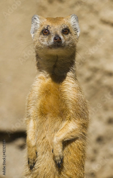 Obraz Meerkat