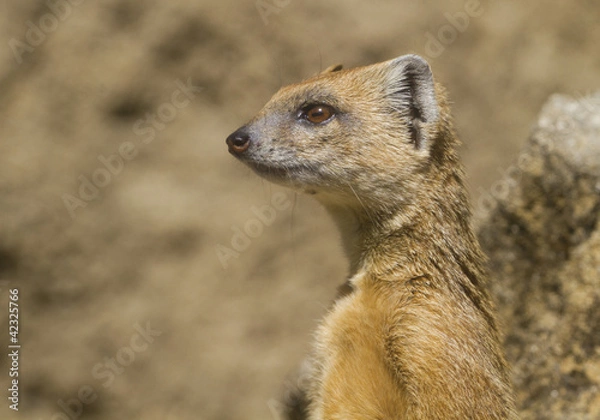 Obraz Meerkat