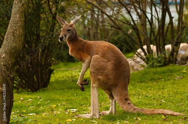 Obraz Kangaroo Red, Macropus rufus