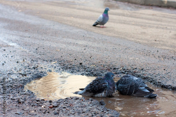 Obraz lizard on the sand