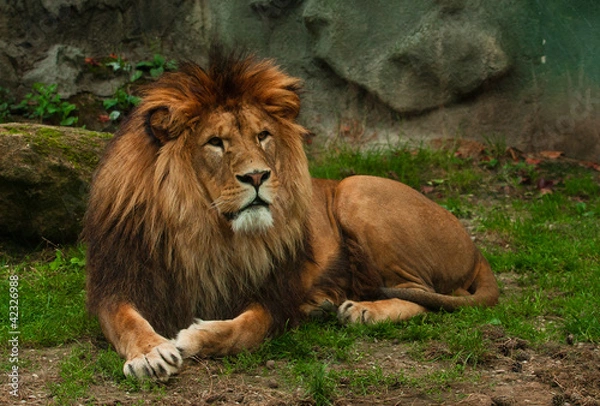 Obraz Berber lion lying