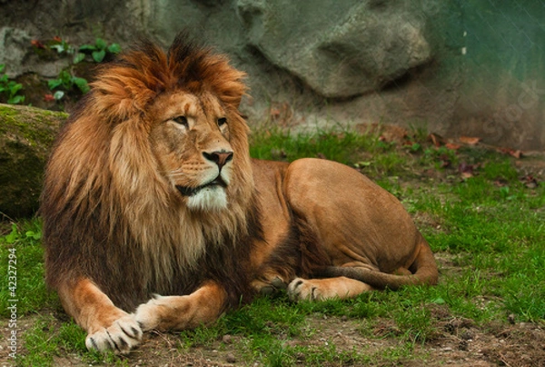 Obraz Berber lion lying