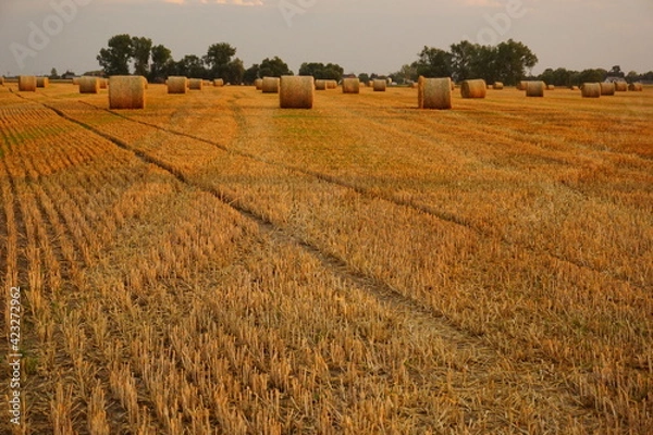 Obraz hay bales in a field