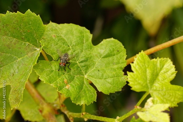 Obraz fly on the green leaf