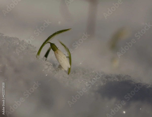 Fototapeta Snowdrop in the snow