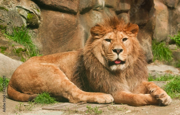 Obraz Berber lion lying