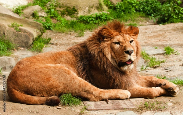 Obraz Berber lion lying