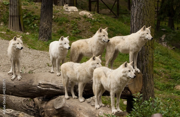 Obraz group of wolves