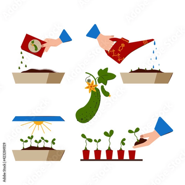 Obraz Growing Seedlings at home. Growth Stages of Cucumber Seedlings. Seedling. Planting seeds, Watering the Sprouts, Grown Plants, Planting Seedlings in Pots.