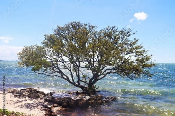 Fototapeta Key Biscayne - FL
By Rio