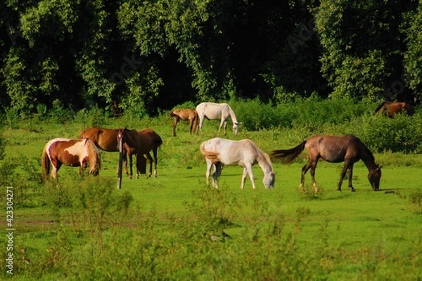 Obraz Horses grazing in a green meadow.