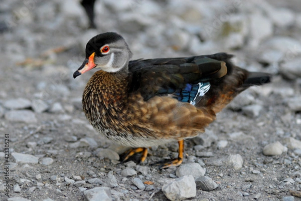 Obraz Wood duck