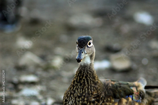 Obraz Wood duck 