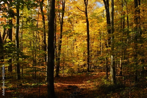 Obraz autumn in the forest