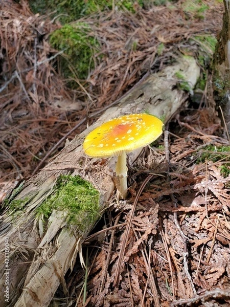 Obraz amanite tue mouche champignon Québec