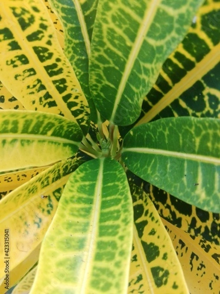 Obraz centro de planta
