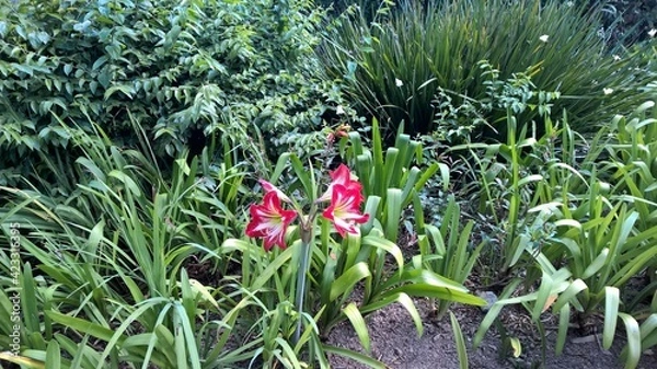 Obraz flor multicolor 