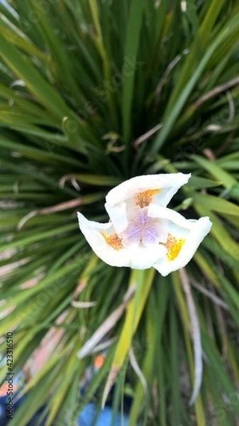 Obraz flor primavera