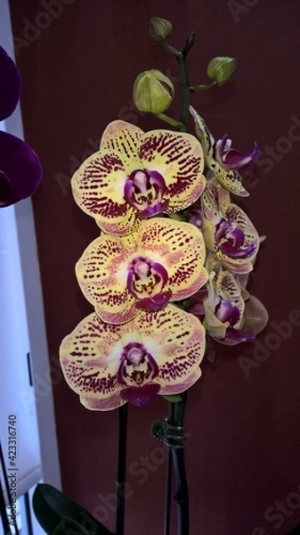 Obraz orquidea multicolor 