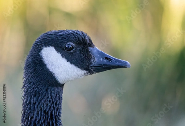 Fototapeta Close up of Canada Goose head in profile with soft green background
