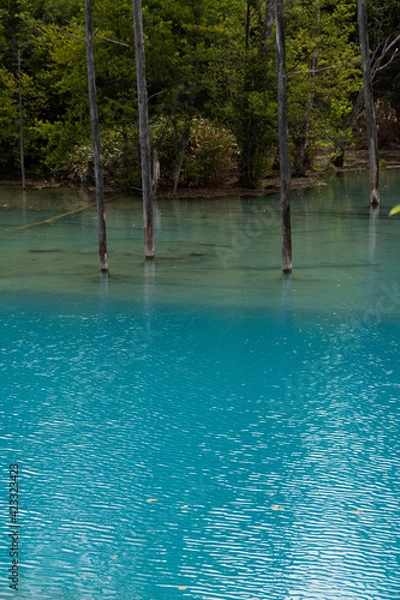 Obraz さざ波が立つ夏の青い池　美瑛町
