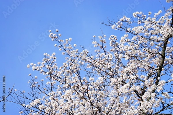 Fototapeta 満開の桜と青空