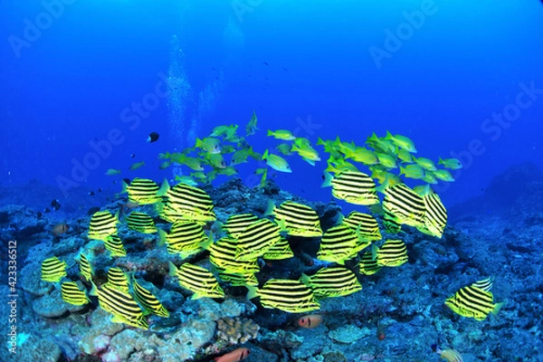 Obraz 阪神タイガース模様の黄色いカゴカキダイ