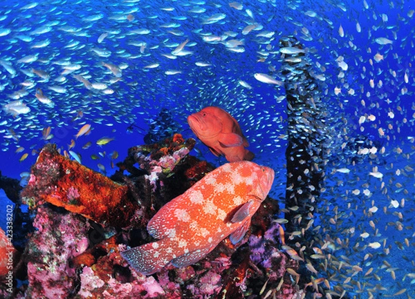 Fototapeta 真っ赤なアザハタ