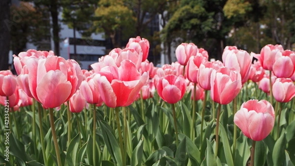 Fototapeta チューリップ