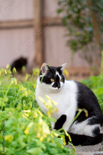 Fototapeta 見つめる猫　白黒猫