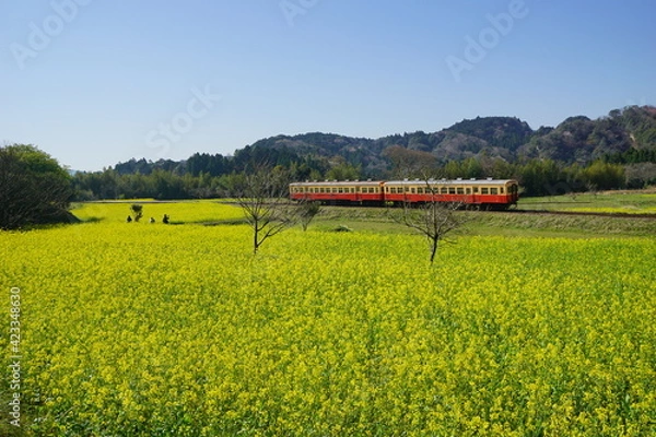 Fototapeta 春の小湊鉄道　石神の菜の花畑