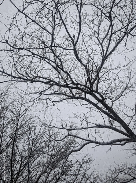 Fototapeta Snowfall and snow-covered treetops against the background of gray clouds that covered the entire sky. A cold winter day in a park near a residential area. Russia