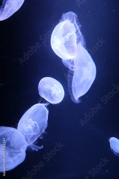 Obraz jelly fish
