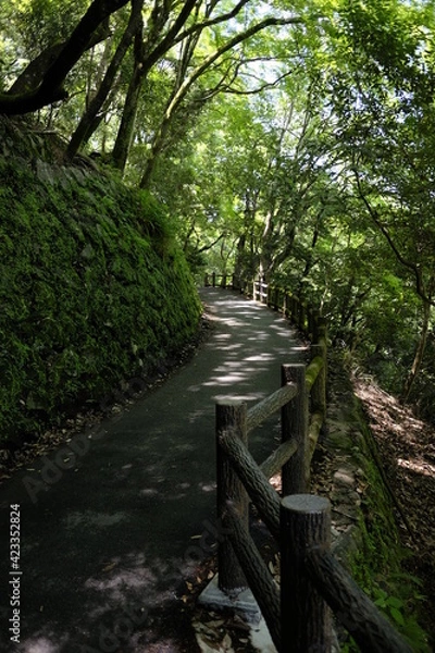 Obraz path in the forest
