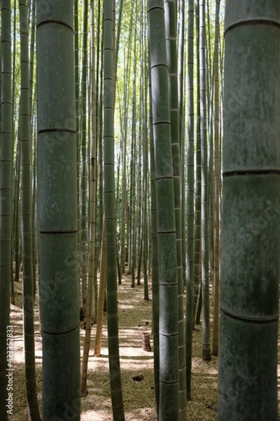 Obraz bamboo forest