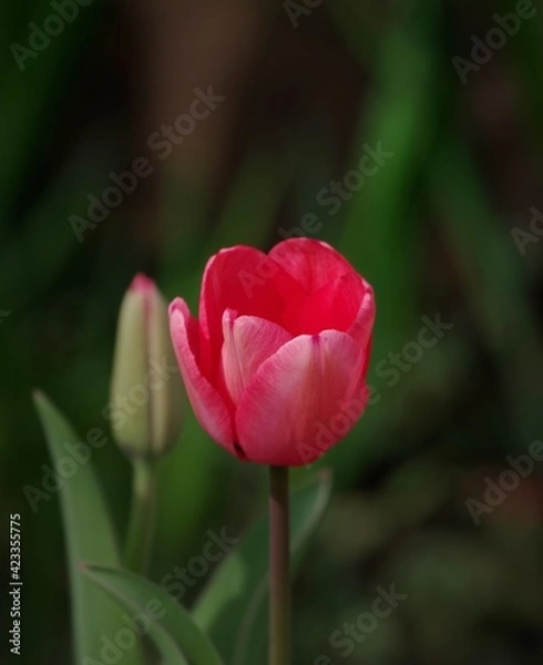Obraz red tulip flower