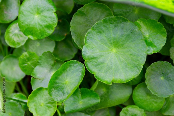 Fototapeta fresh green leaf centella asiatica.