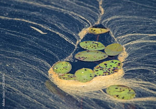 Obraz Pollen on the water