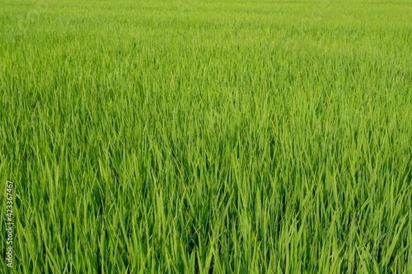 Fototapeta Green Grass background
