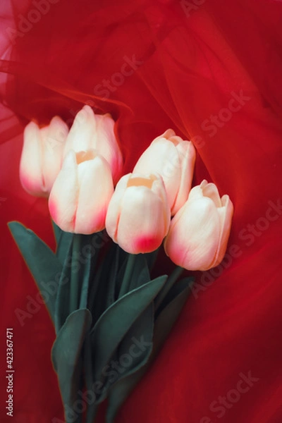 Fototapeta Tulip flower background