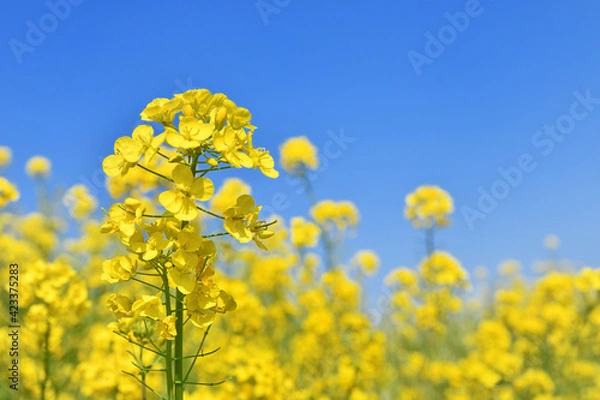 Obraz 河川敷の菜の花