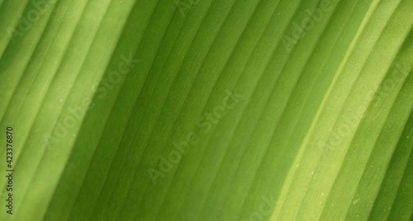 Fototapeta green leaf texture