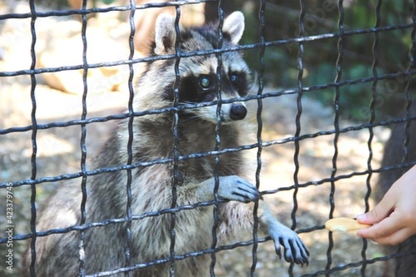 Obraz raccoon gargle in the zoo cage. hand of a man with a cookie for a raccoon. raccoon treat