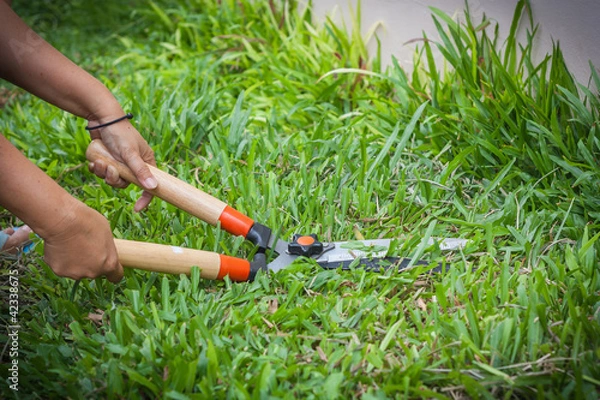 Obraz grass scissors