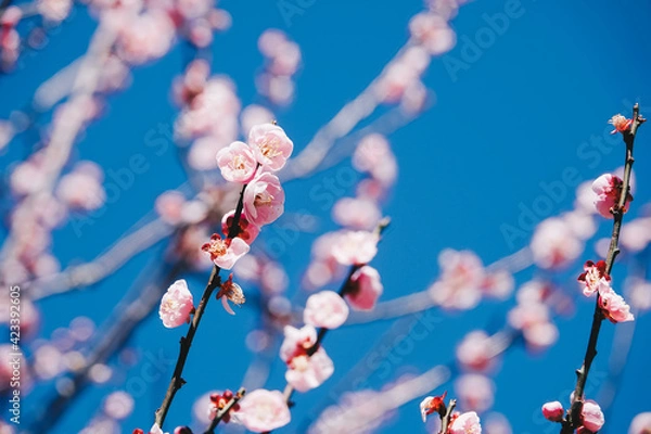 Fototapeta Close up view of pink plum flower blossom with blue sky in winter time in Wuling Farm, Taiwan
