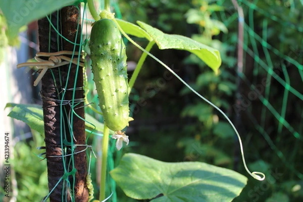 Obraz Cucumber in the vegetable garden